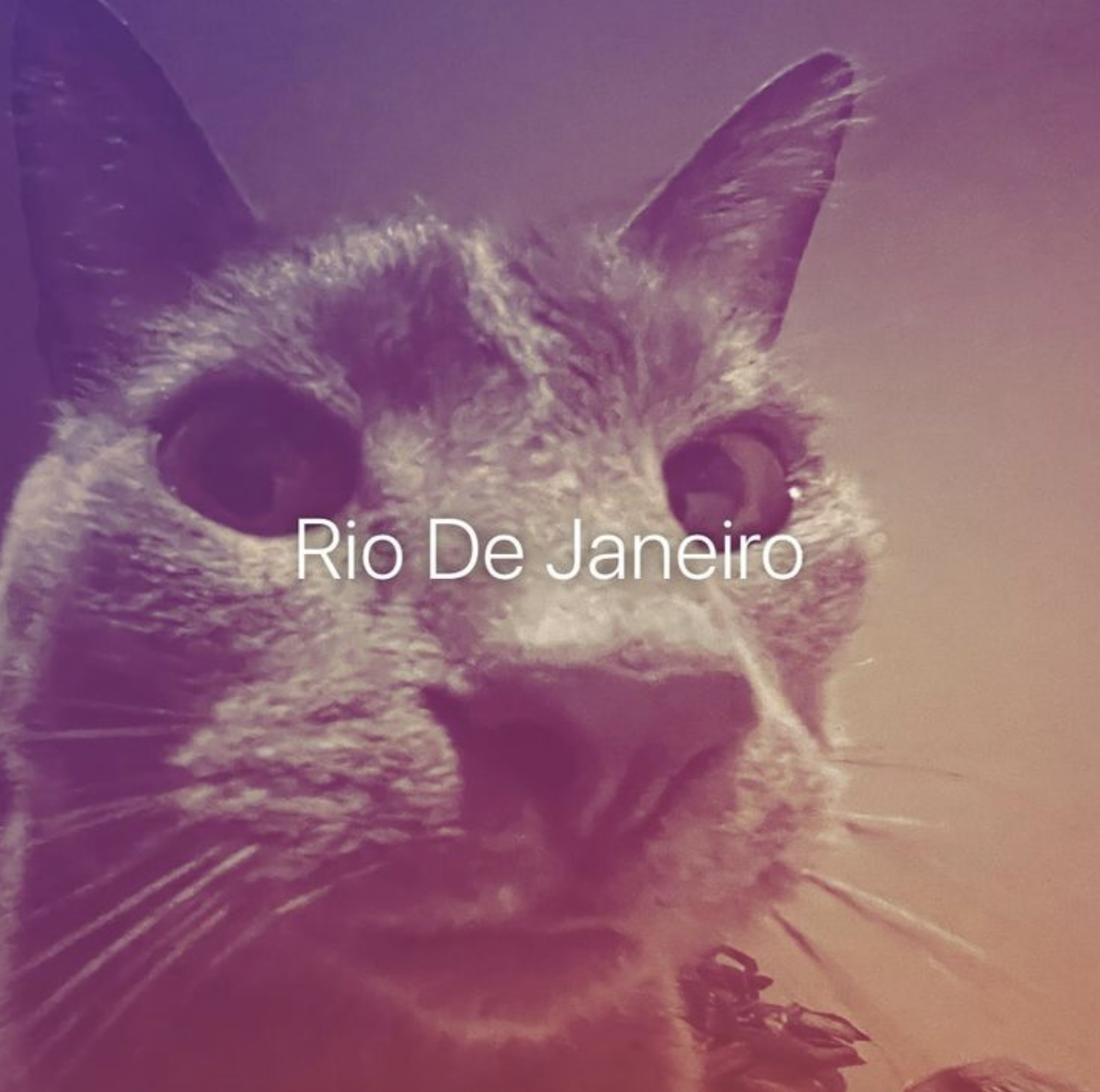 gato rio de janeiro!